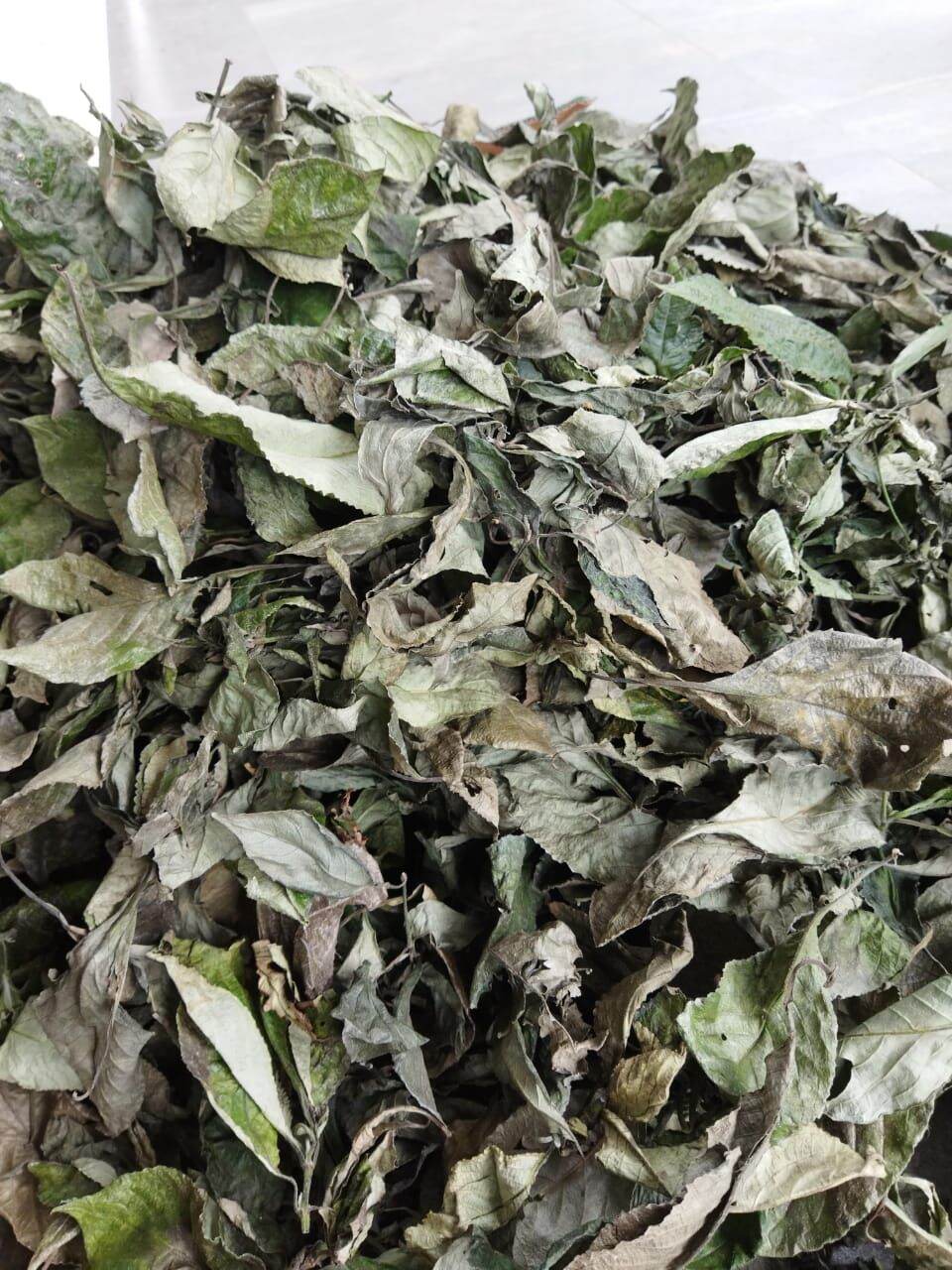 Jual Daun Keji Beling Atau Kibeling Kering 100gram | Lazada Indonesia