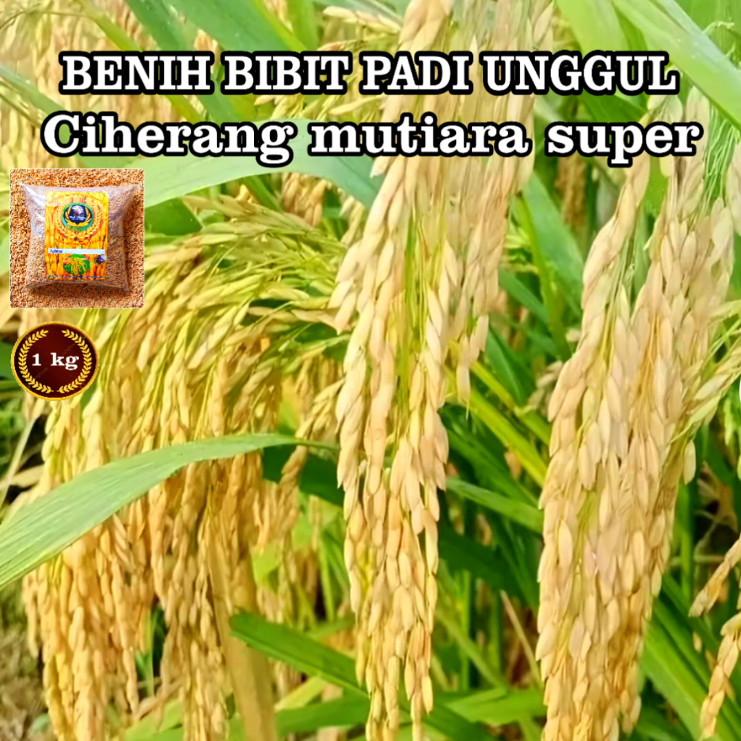 Benih Padi Ciherang