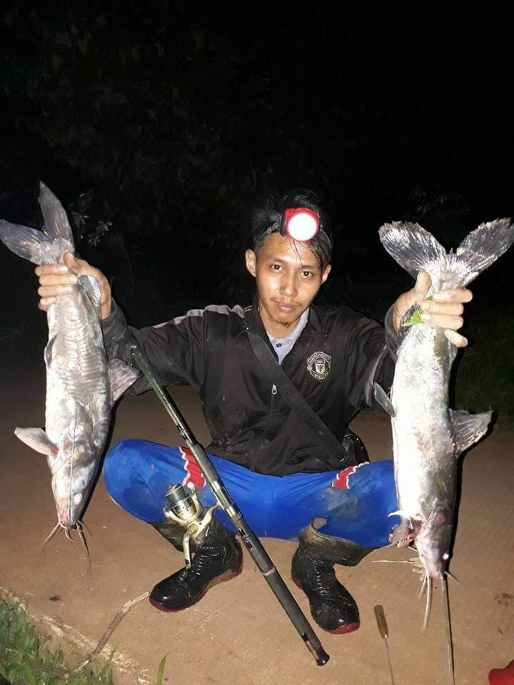 MANCING IKAN BAUNG, PAKAI KUCUR