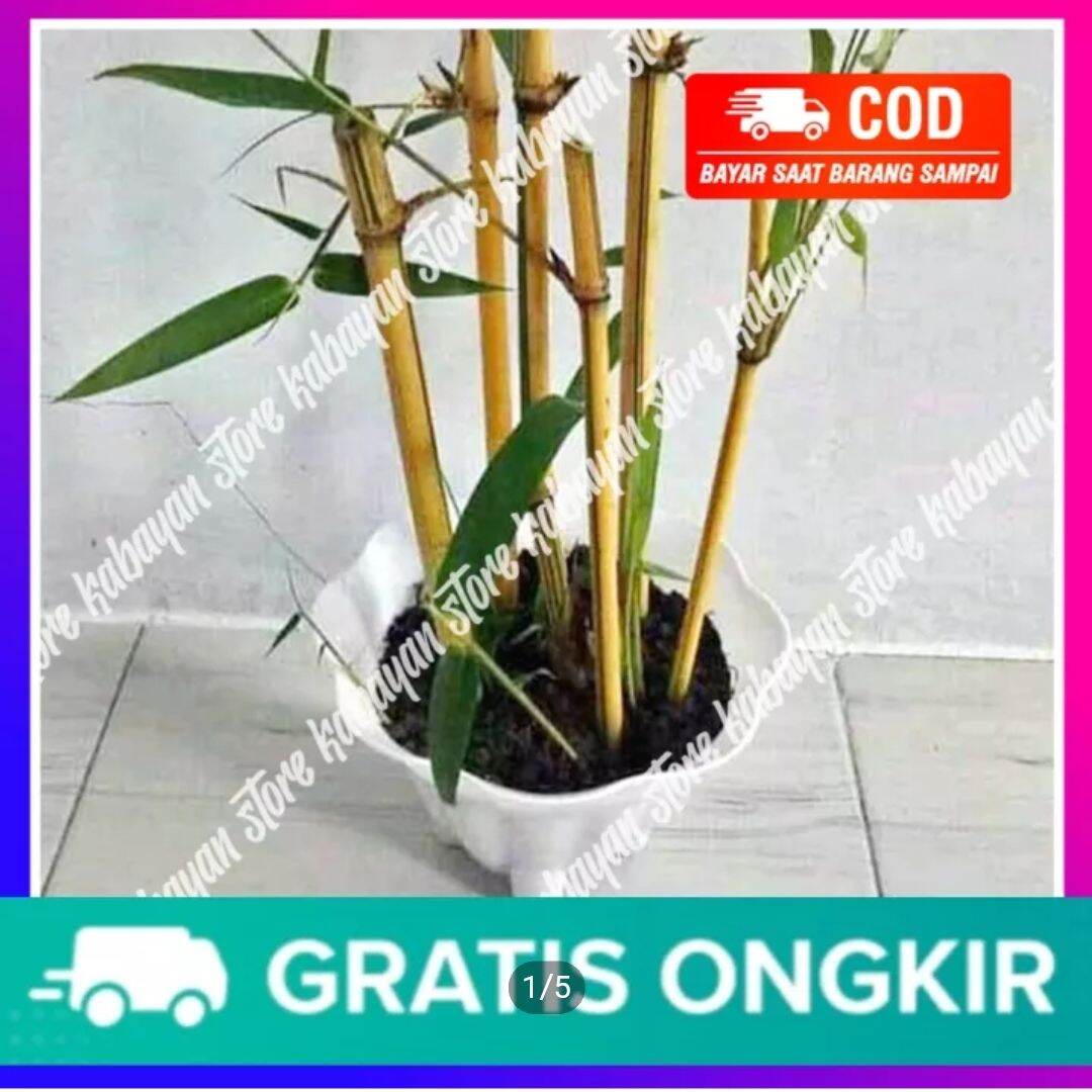 Bambu Kuning Petung Jual Bambu Kuning Petung Terbaru Indonesia