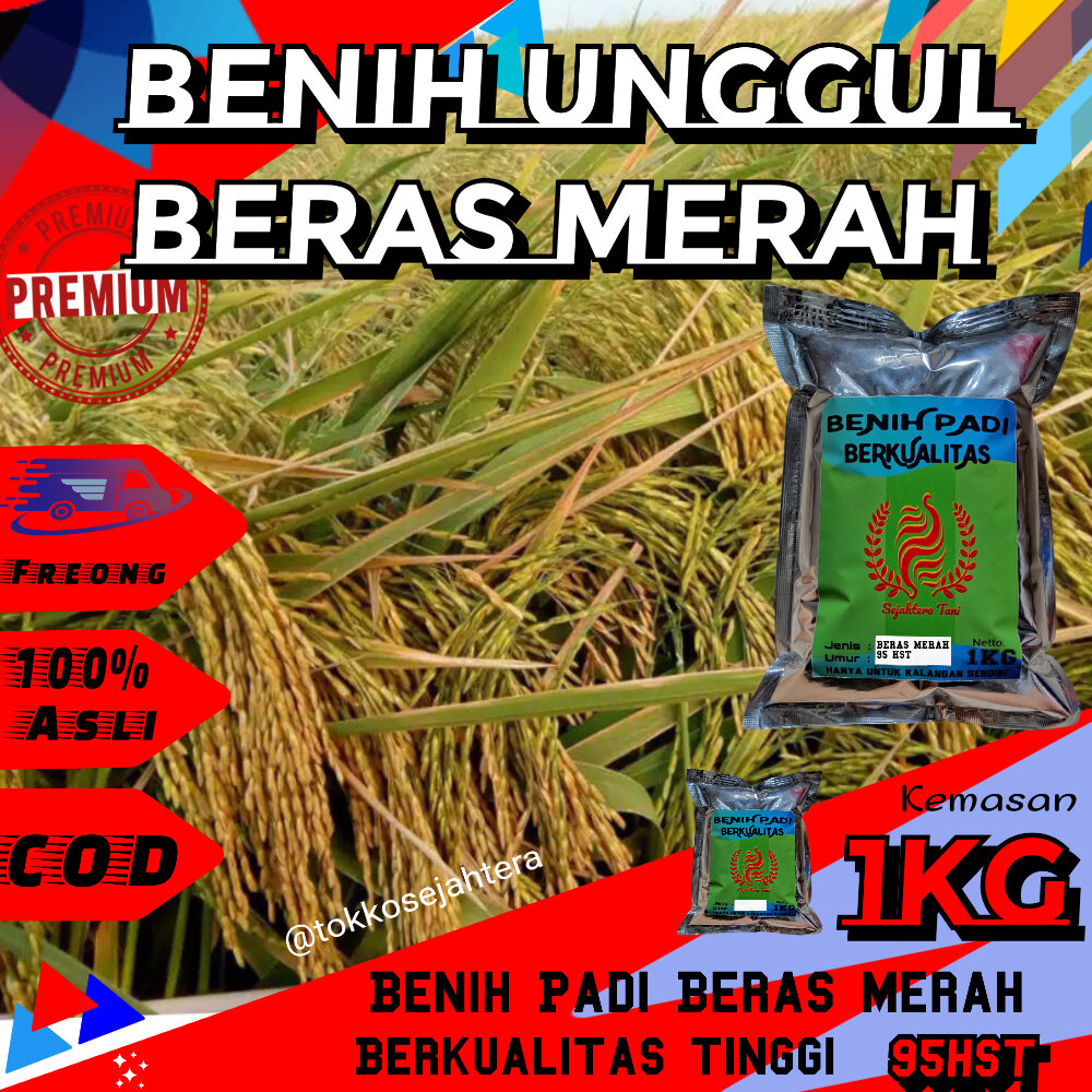 Benih Padi Beras Merah Kemasan Kg Lazada Indonesia