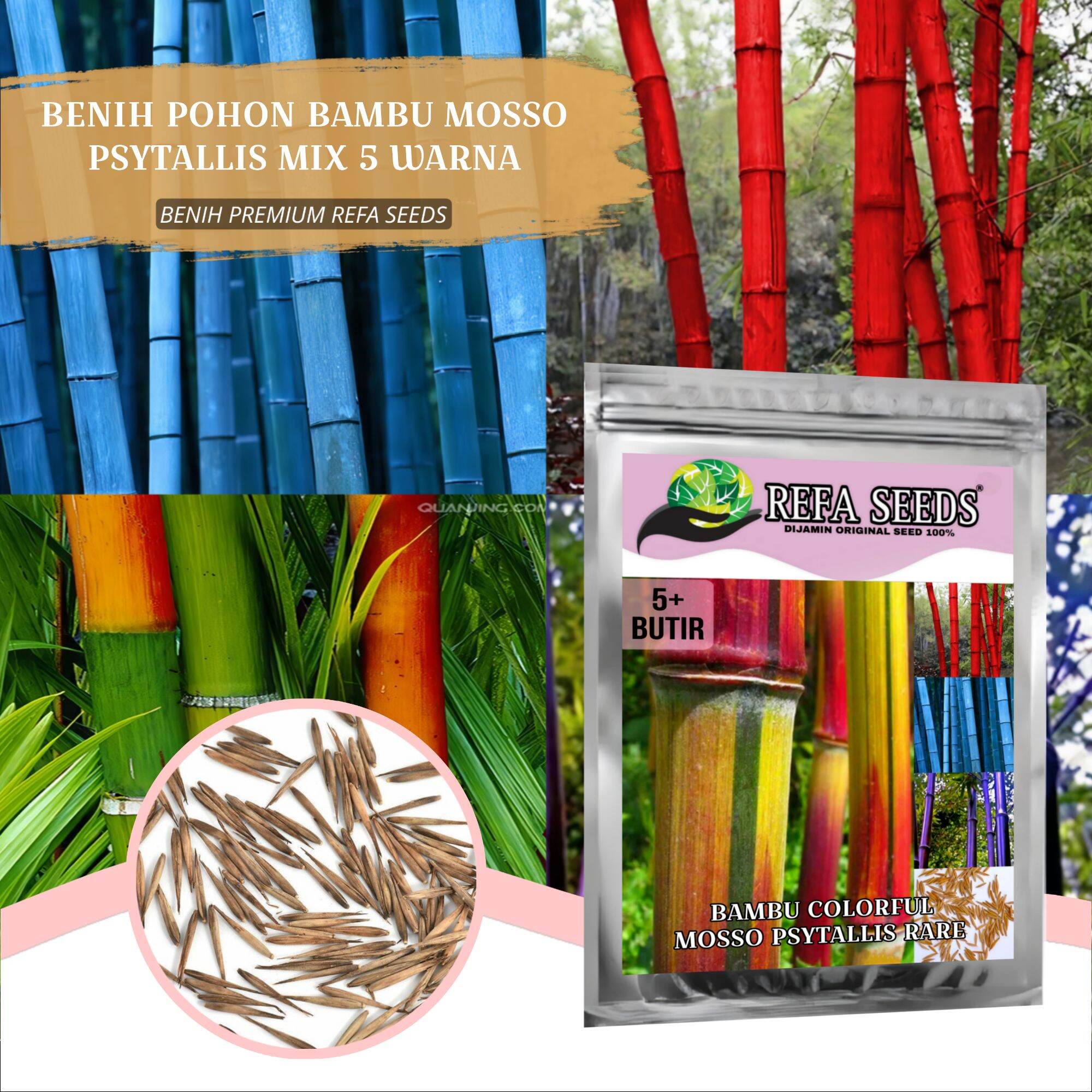 REFA (Isi 5 Biji) Bibit Pohon Bambu Colorful Mix 5 Jenis Warna PREMIUM ...