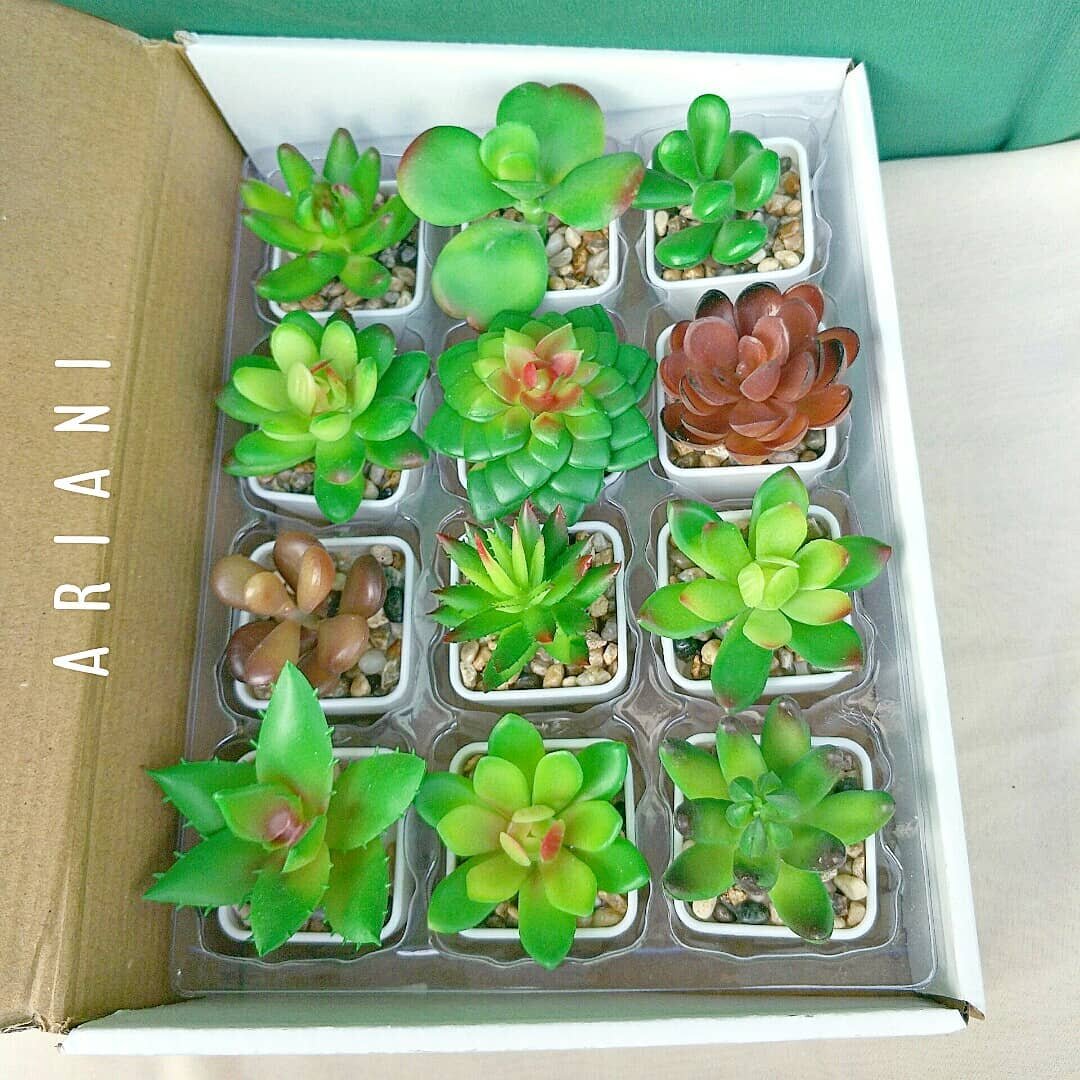 Kaktus Artificial Premium Tebal Tanaman Plastik Bunga Hias untuk Dekorasi Kado dan Wedding Decor