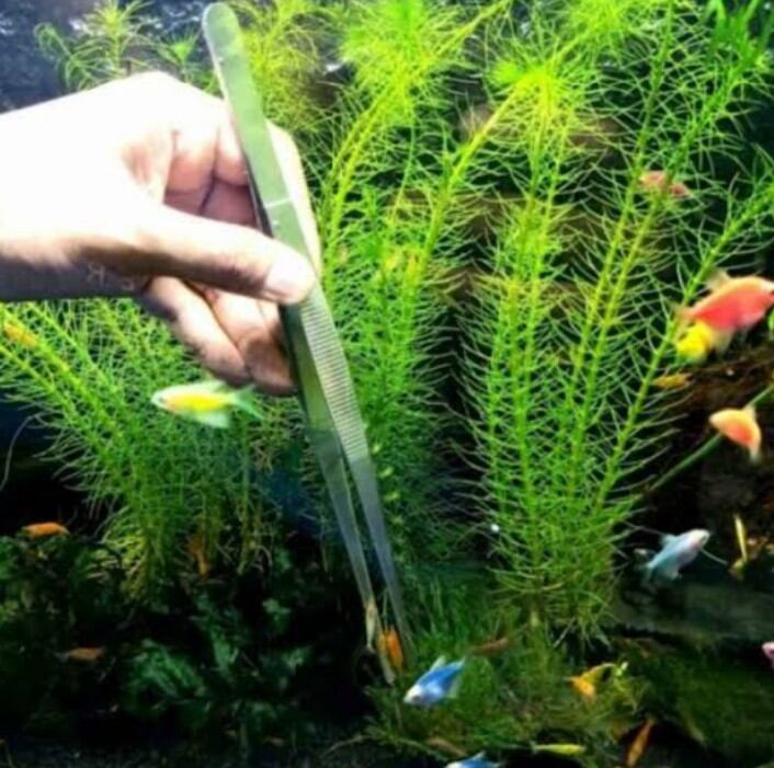 Gunting Lurus KANDILA SLIM aquascape panjang 25cm
