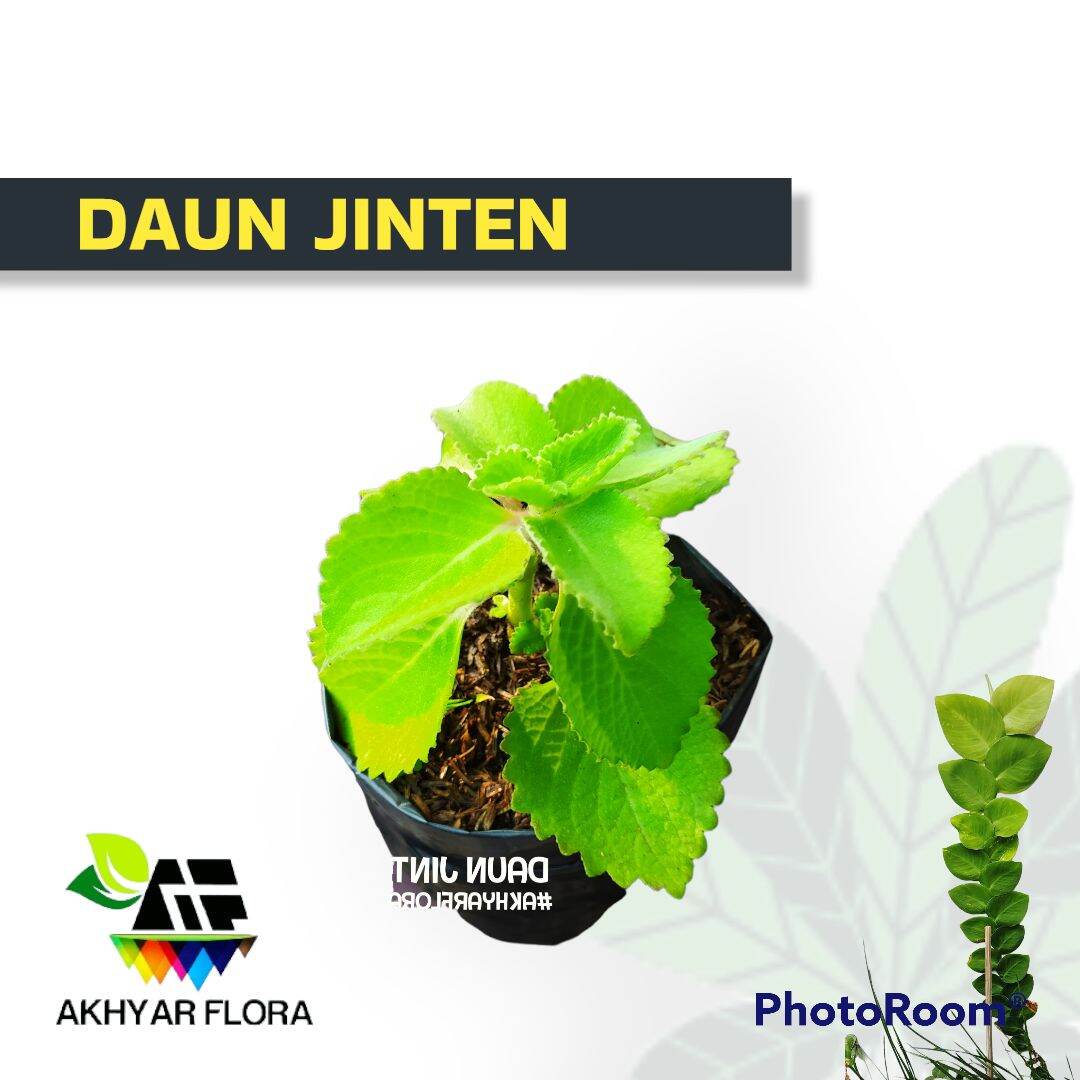 Daun Jinten Tanaman Herbal Jintan Putih | Lazada Indonesia