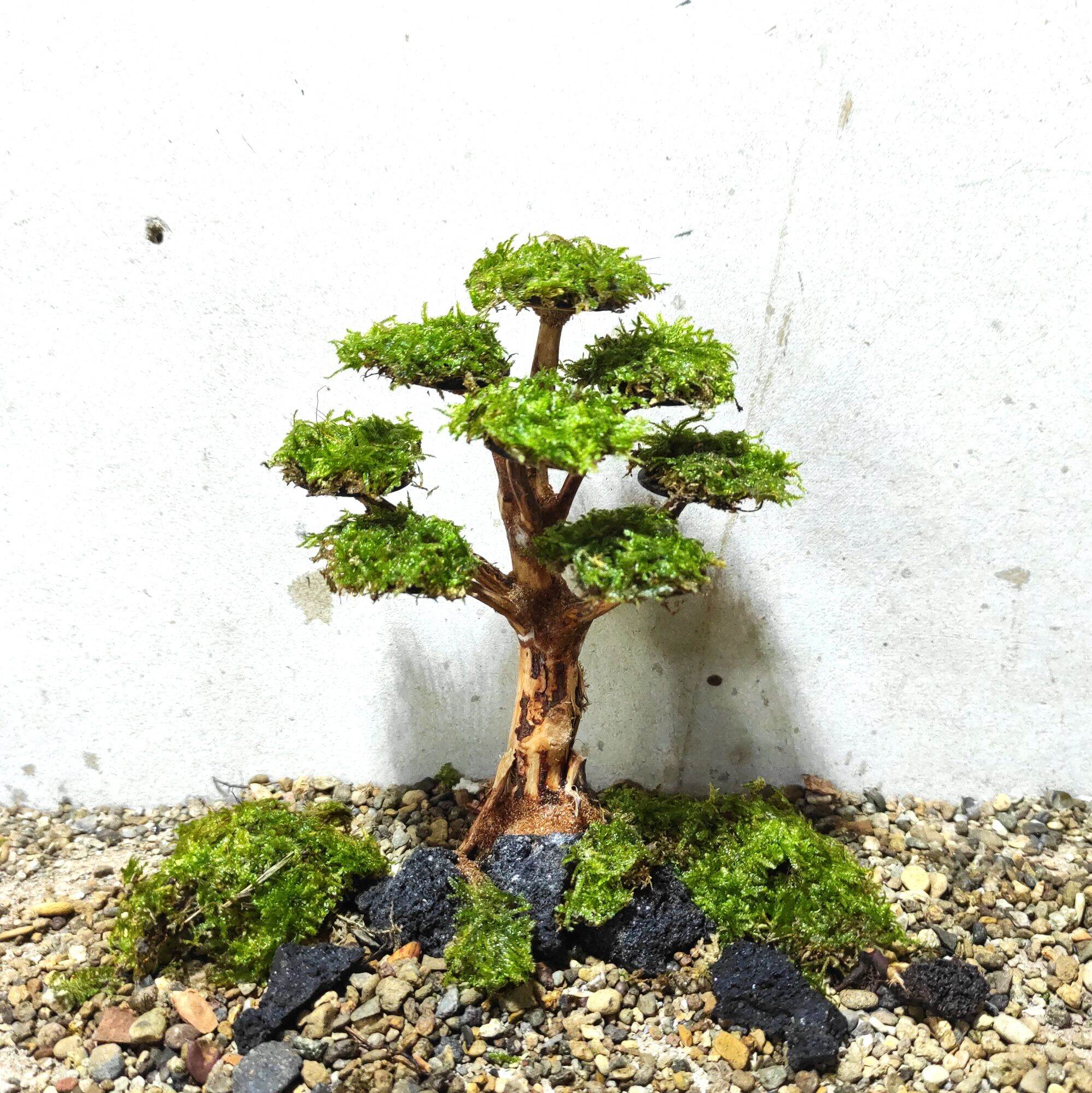 BONSAI AQUARIUM POHON BONSAI AQUASCAPE Lazada Indonesia