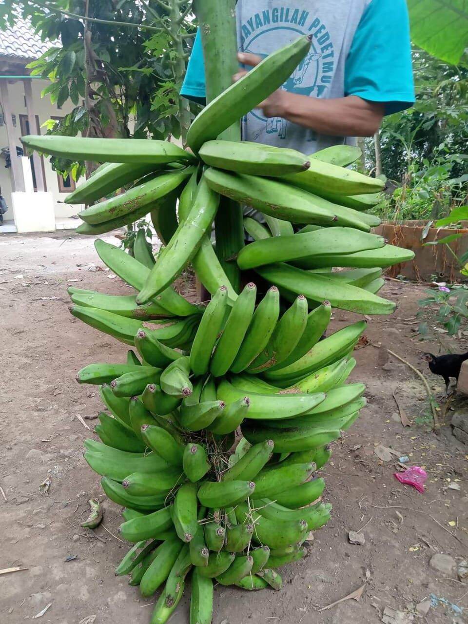 Jual Bibit Pisang Kastroli, Jual Bibit Pisang Tanduk Kastroli | Lazada ...