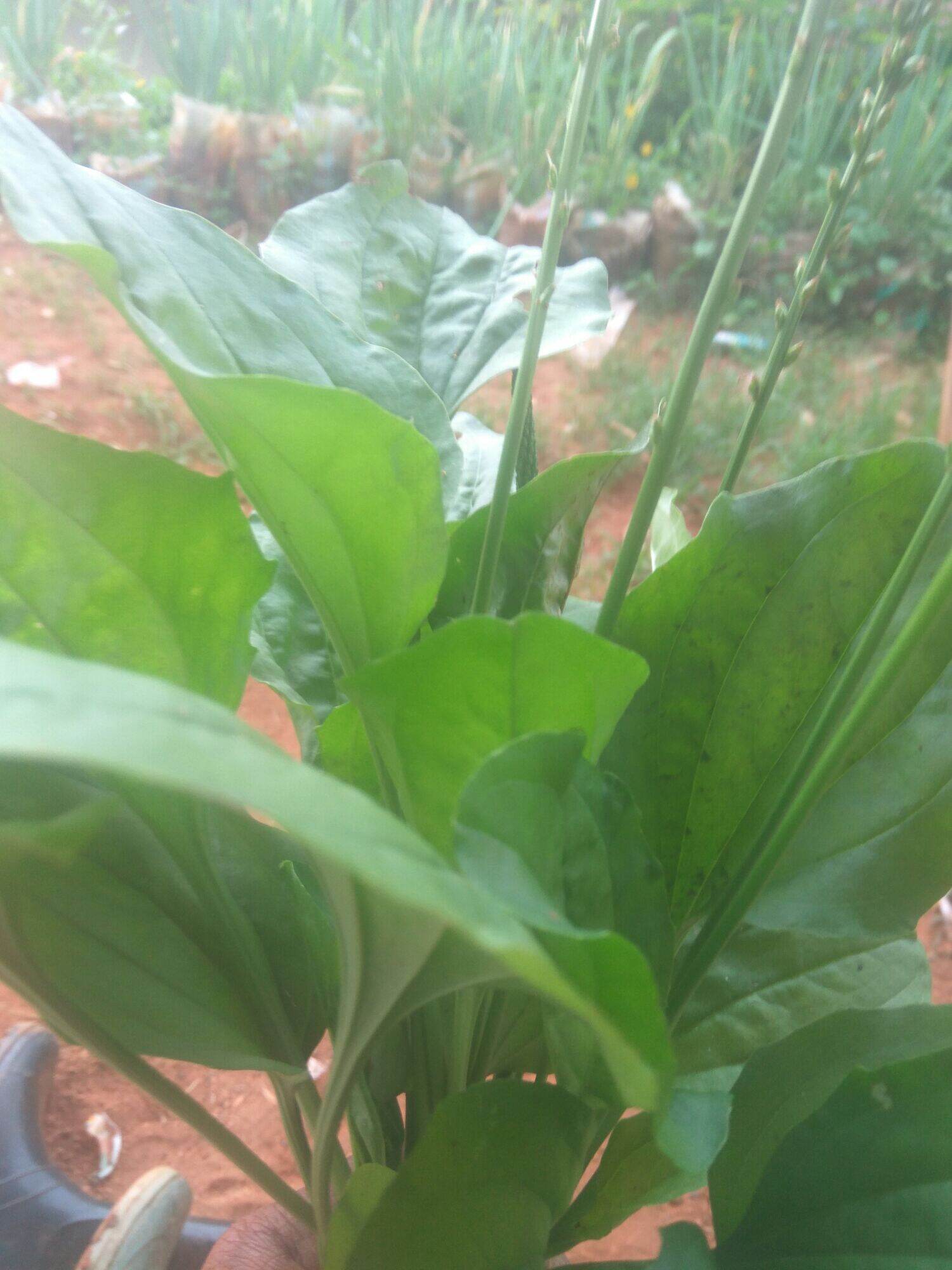 daun kiurat /daun sendok segar /1kg | Lazada Indonesia