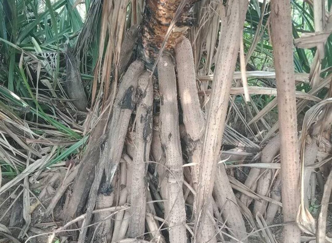 Akar Pandan Duri / Akar Pandan Laut / Akar Pandan Tikar Panjang 30 Cm ...