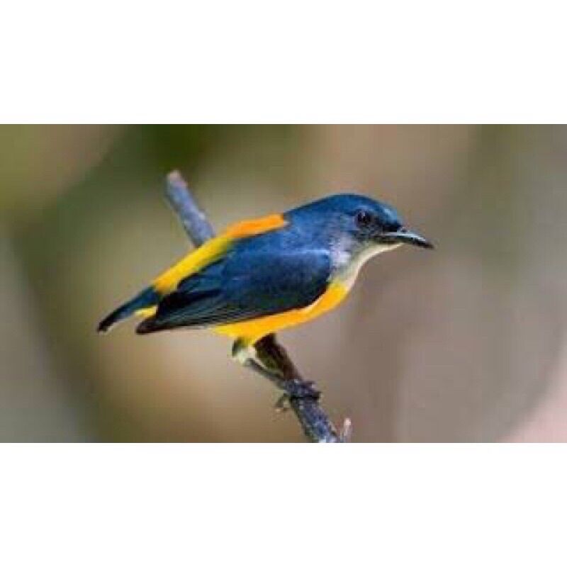 Burung Kemade atau Cabai Bunga Api ( PENGIRIMAN HANYA JABODETABEK ) | Lazada Indonesia