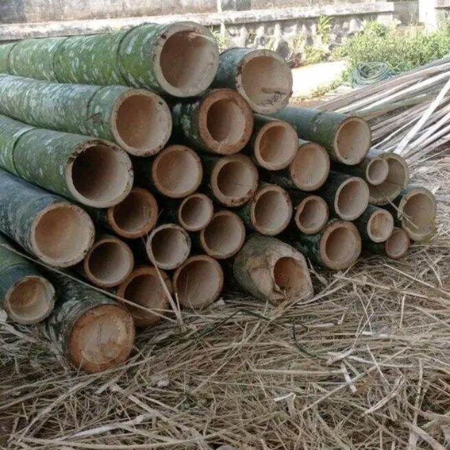 Bambu petung Pring petung bambu ukuran jumbo di jual per meter