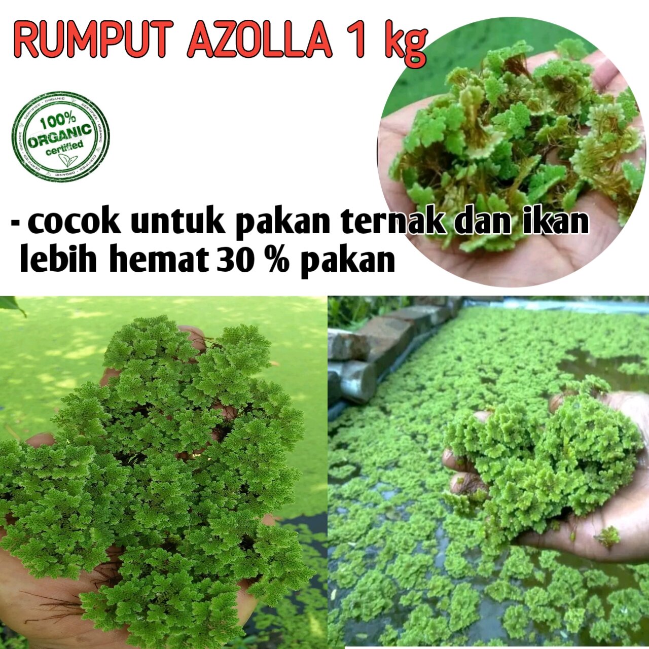 rumput azolla 1 kg organik Lazada Indonesia