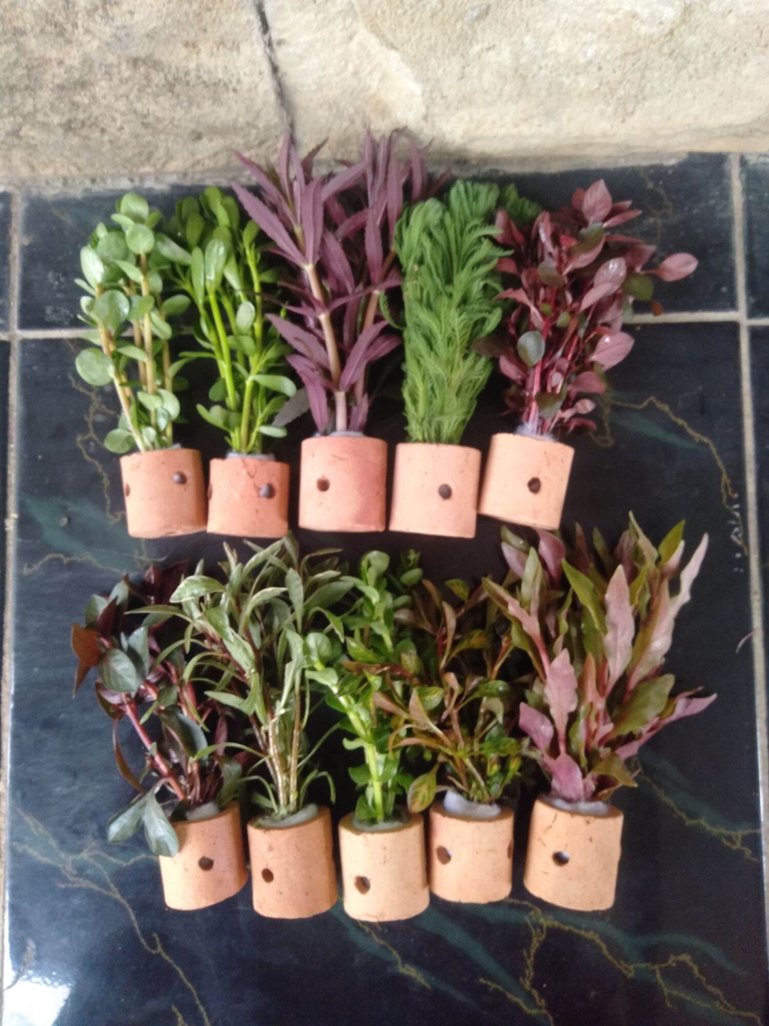 10 pot 10 jenis tanaman hias tanaman aquascape hiasan tanaman aquarium