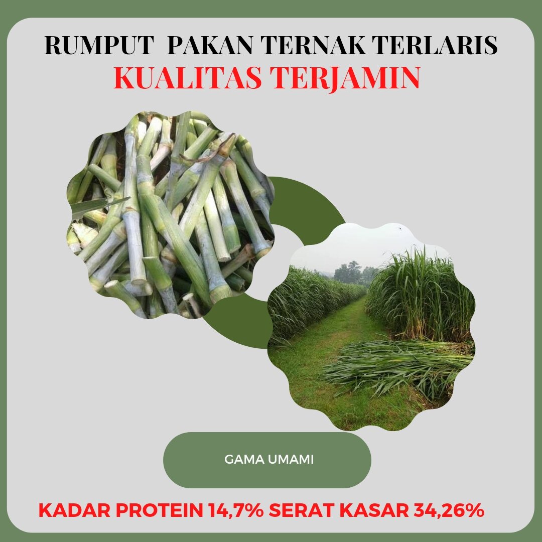 Bibit Super Rumput Gama Umami 1 Kilogram Lazada Indonesia