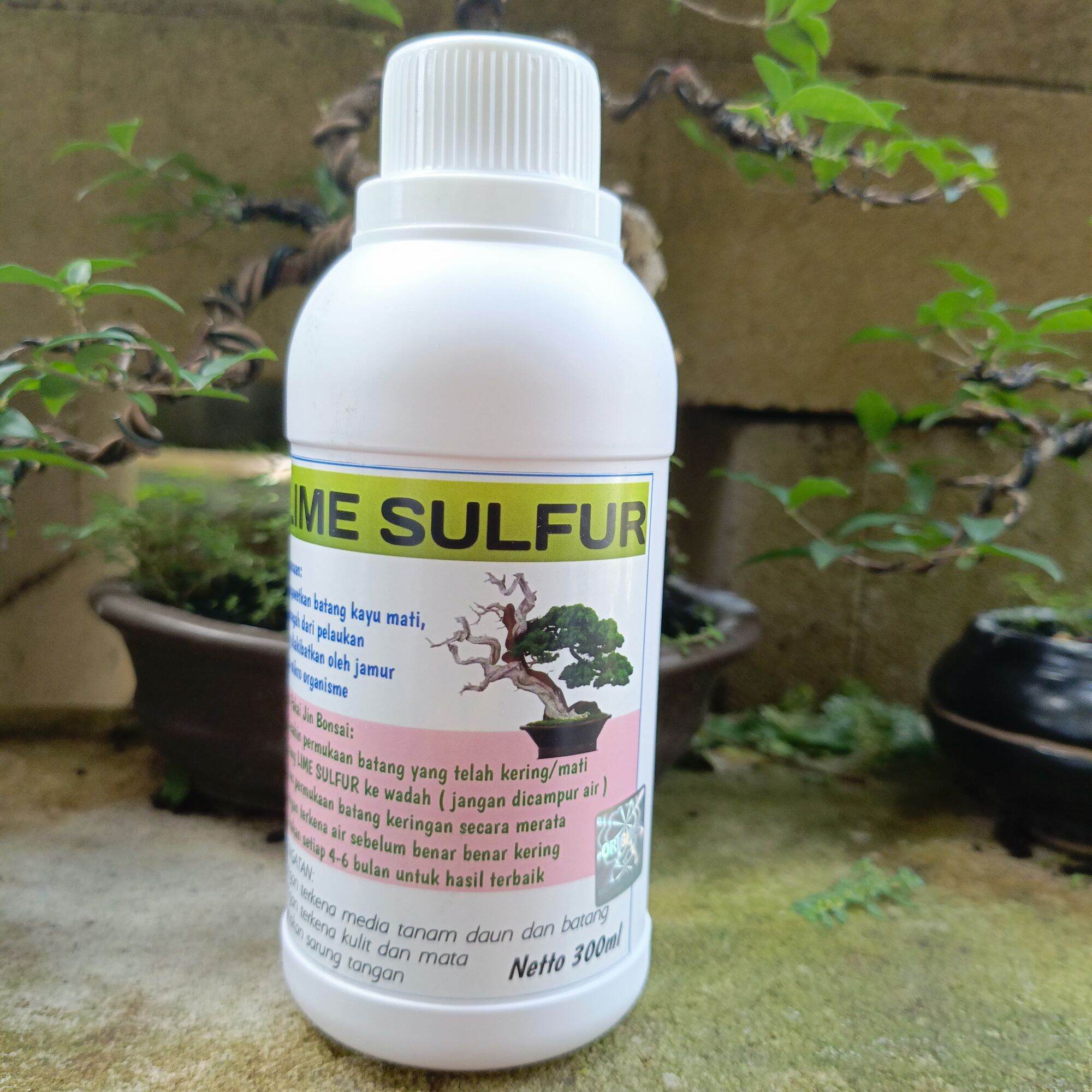 Lime jin Lime Sulfur Bonsai Lazada Indonesia