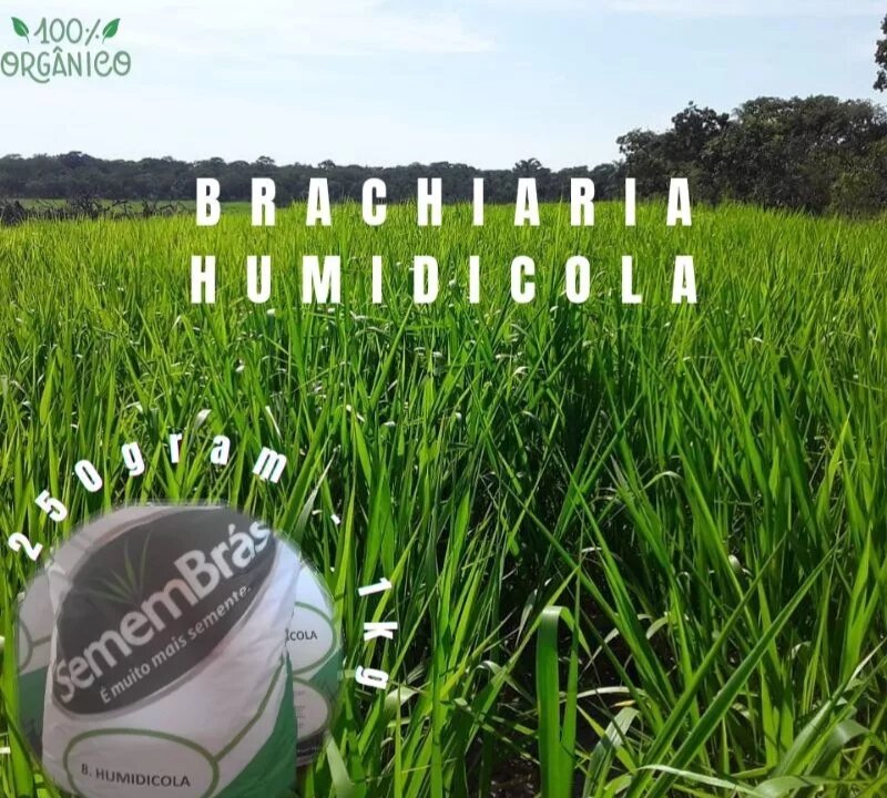 ASLI GRASS SEED Rumput brachiara humidicola premium 10kg ( rendle