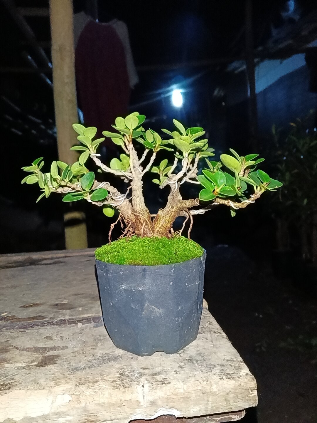 Micro dollar bonsai shipping plus pots