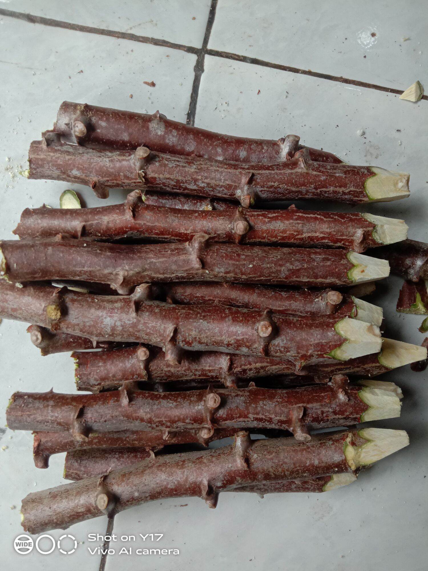 BIBIT SINGKONG ROTI SINGKONG MANIS PULEN PER 15 BATANG | Lazada Indonesia