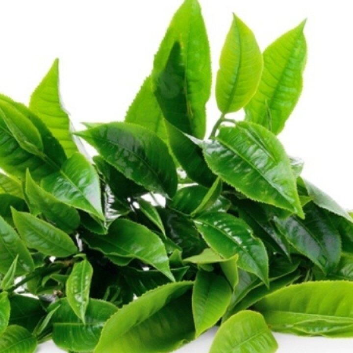 Menikmati Khasiat Daun Teh Matcha Utuh untuk Kesehatan Sehari-Hari