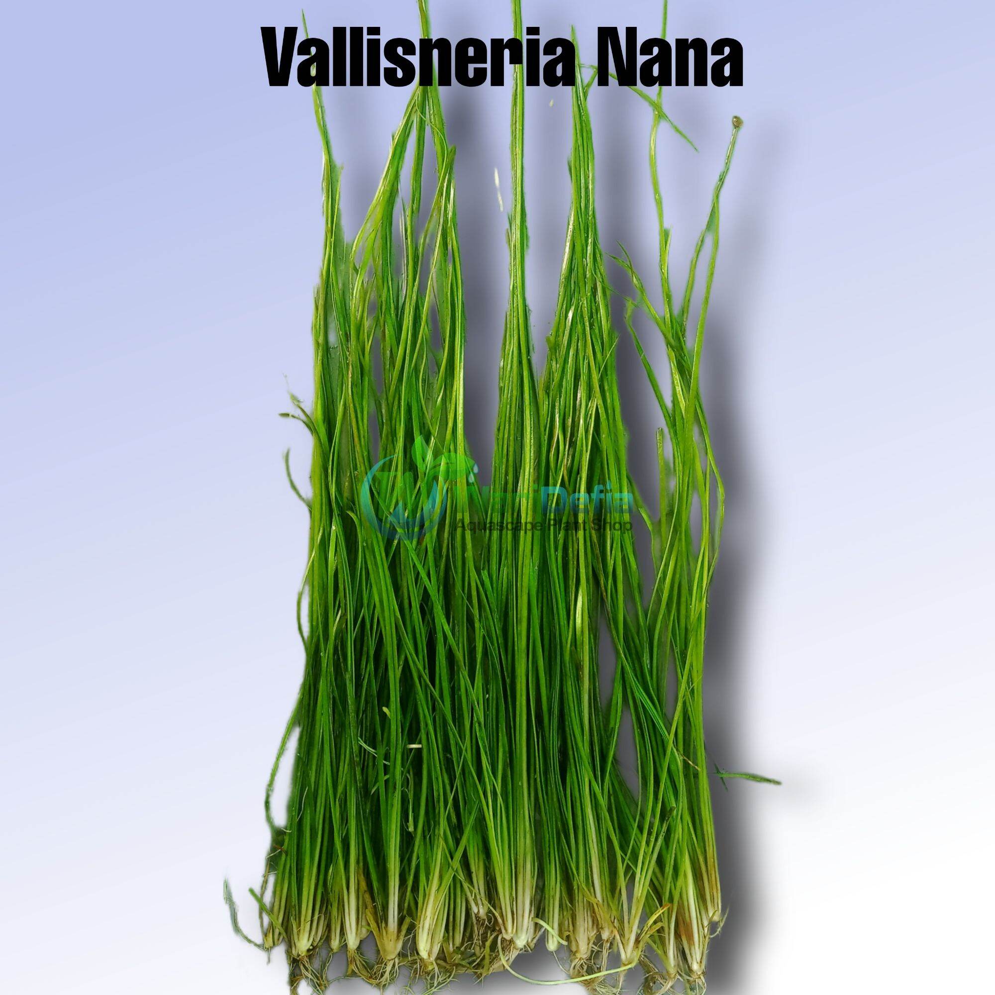 Vallisneria Nana Tanaman Aquascape isi 20 Batang | Lazada Indonesia