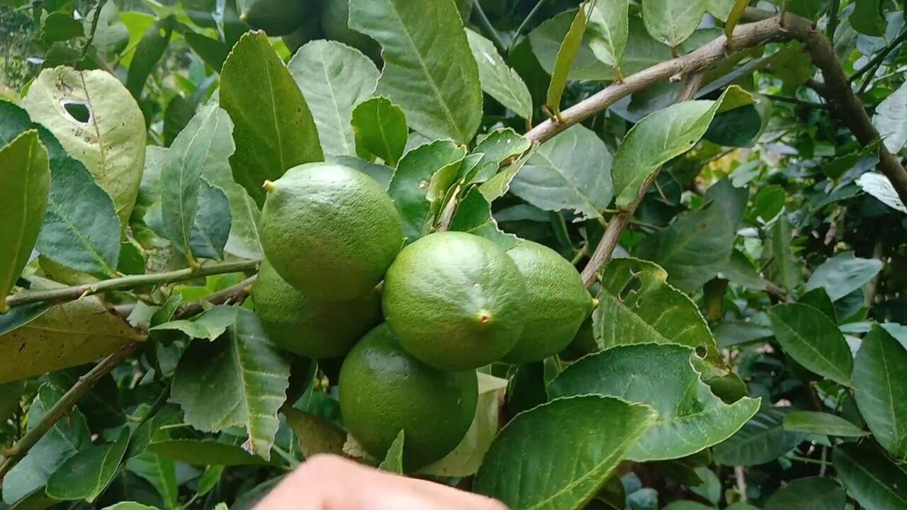 Jeruk Lemon Lokal Fress Hasil Kebun 1kg Lazada Indonesia