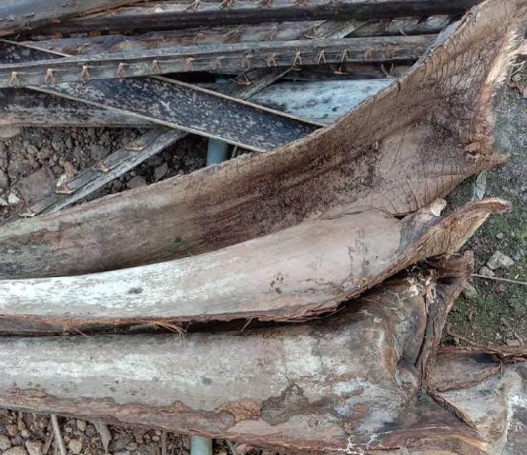 Pelepah Kelapa - Jual Pelepah Kelapa Terbaru Indonesia | Pelepah Kelapa  Basah | Tangkai Pelepah Kelapa 30Cm | Pelepah Kelapa Dekorasi |  www.lazada.co.id