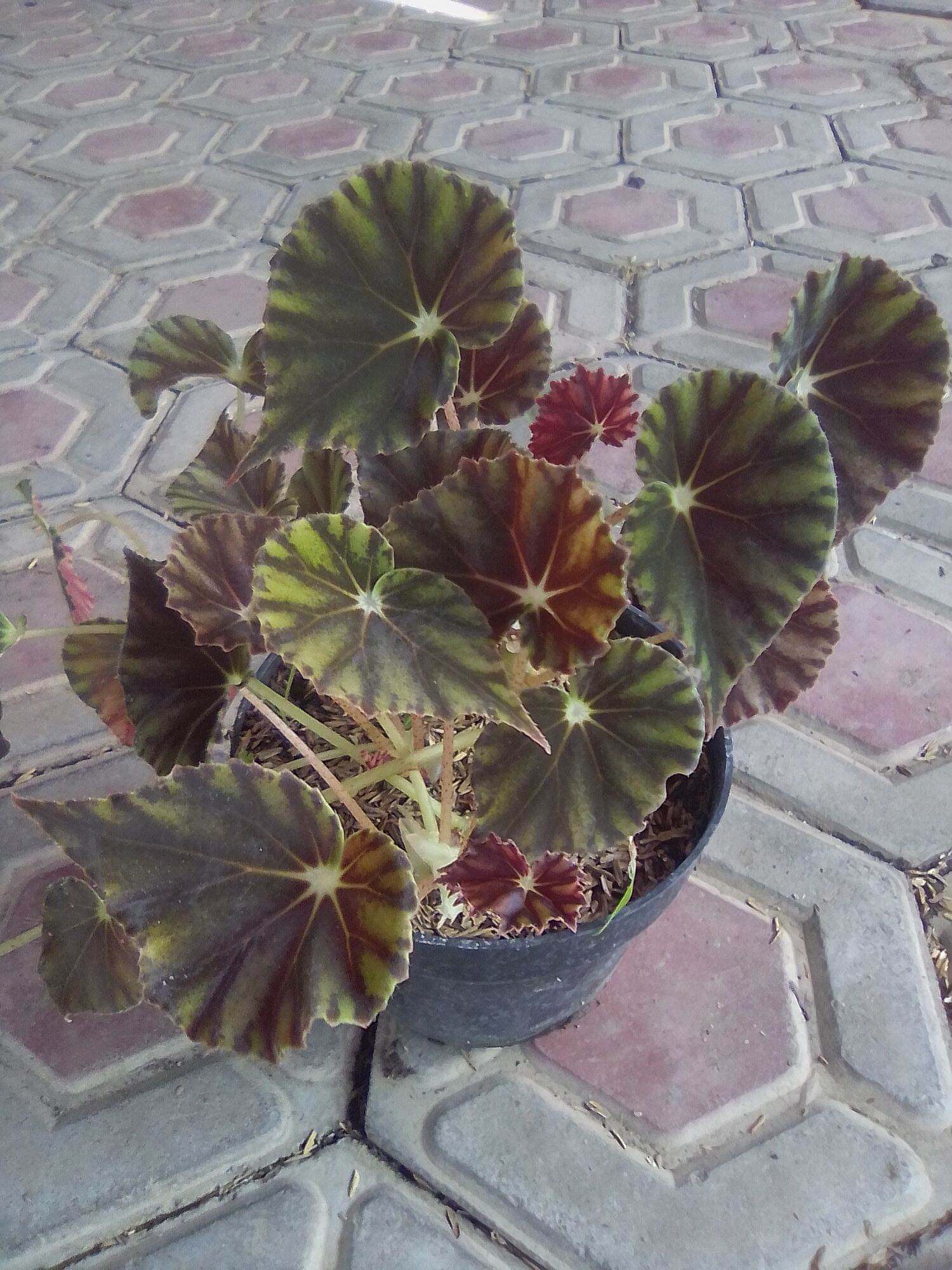 Begonia Tiger coklat | Lazada Indonesia