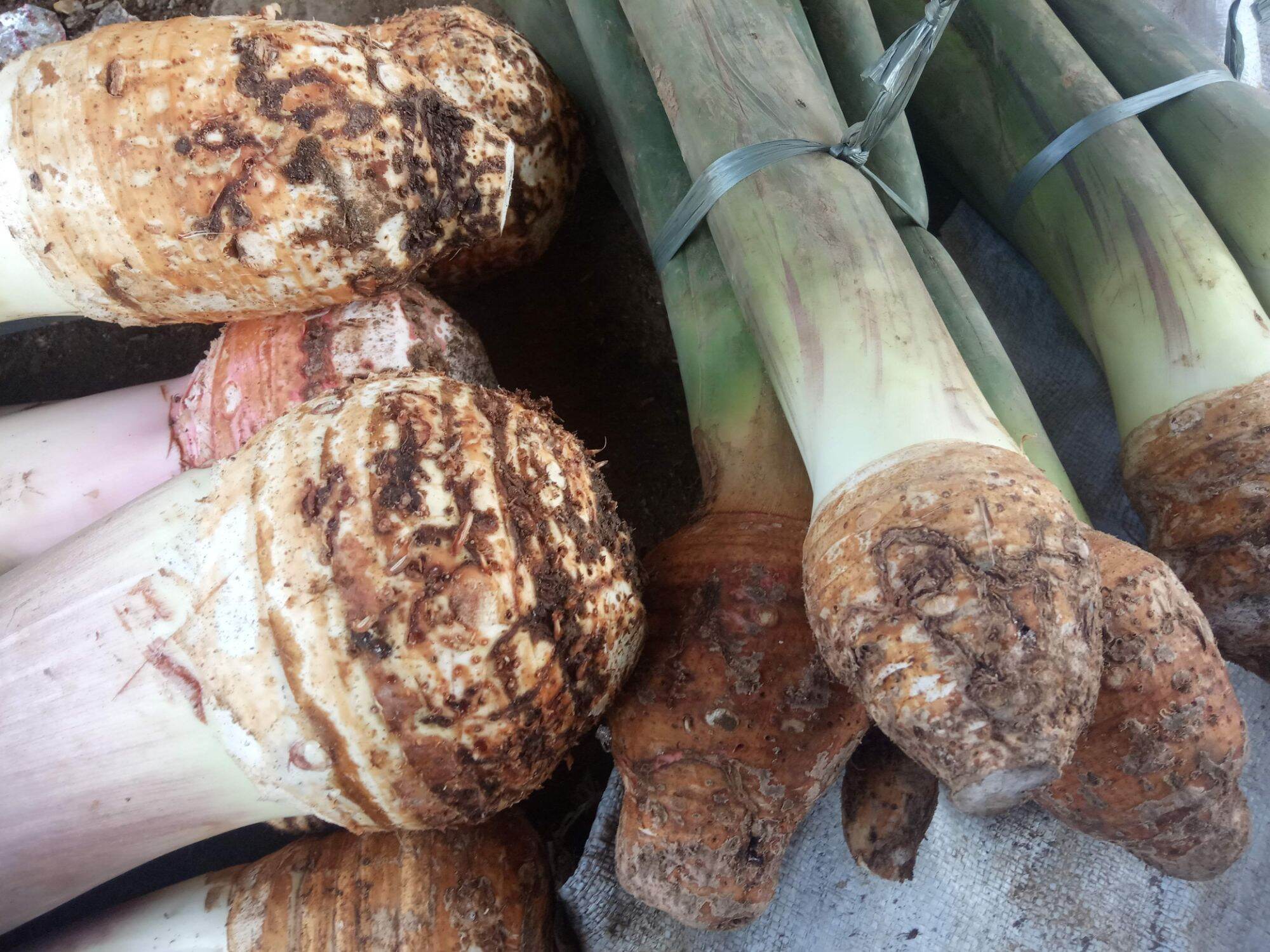 Talas Bogor talas jepang talas sutera talas bentul Lazada Indonesia