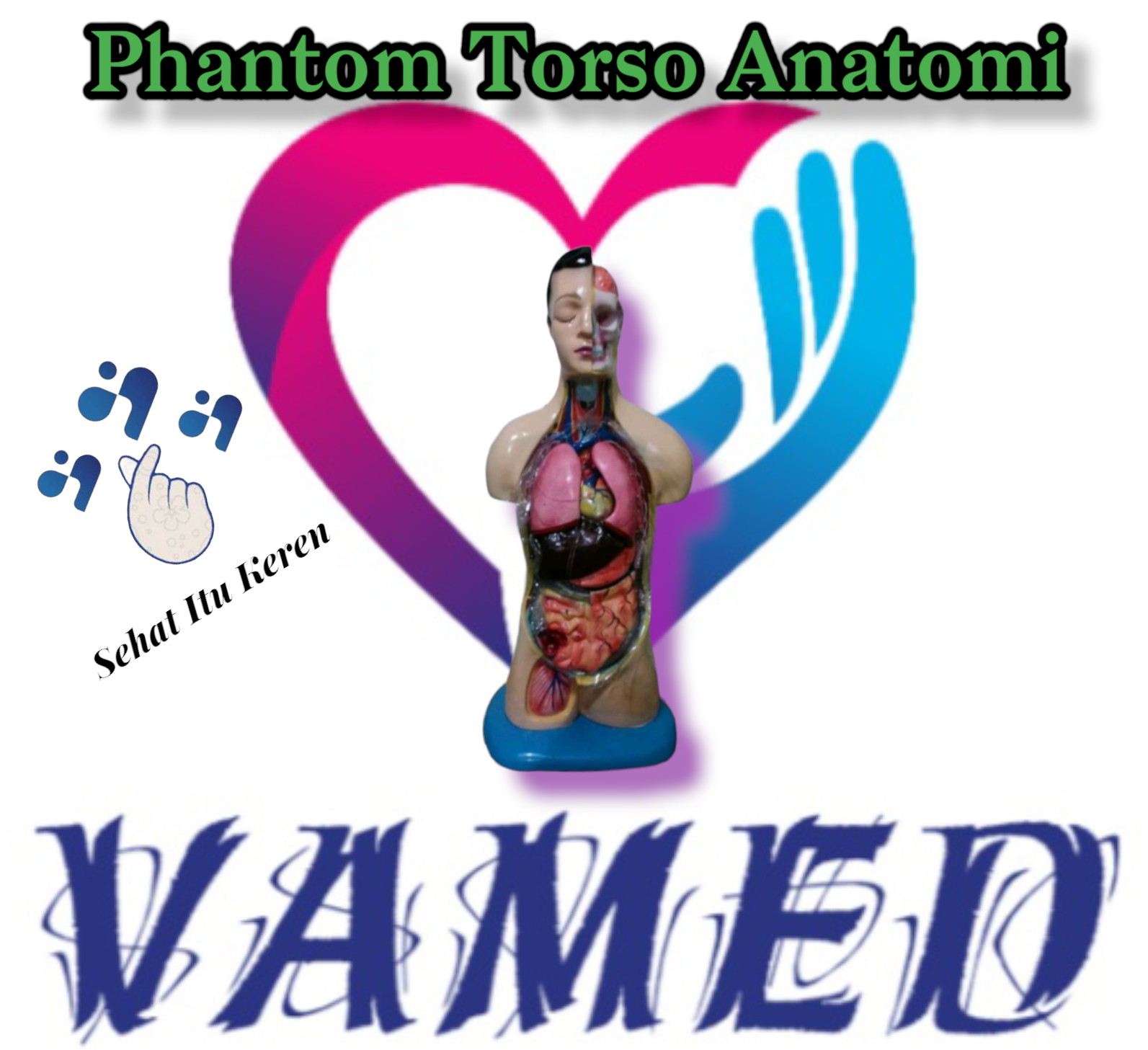 Phantom Manekin Torso Anatomi/ Alat Peraga Anatomi Setengah Badan