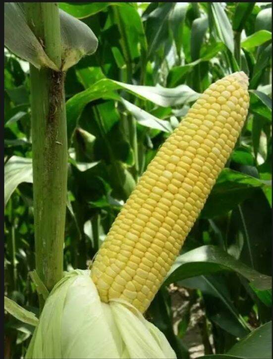 Jual Benih Jagung Manis Madu Terbaru Lazada.co.id