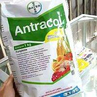 Fungisida Antracol 70wp 1 Kg