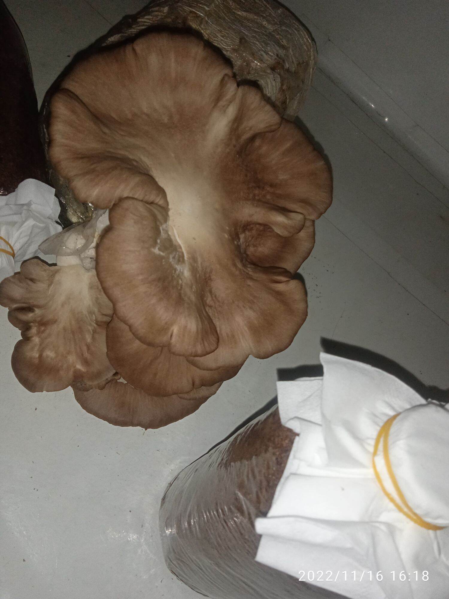 Bibit Jamur Tiram Cokelat F2 Media Jagung Campur Serbuk Kayu Kemasan