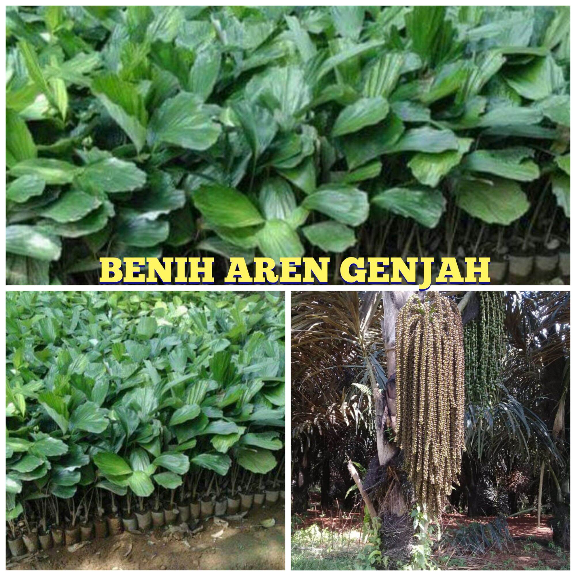 Bibit Pohon Aren Unggul