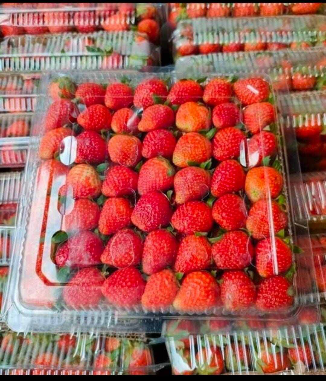 Strawberry Fresh Kemasan 1 Kg Lazada Indonesia strawberry-fresh-kemasan-1-kg-lazada-indonesia