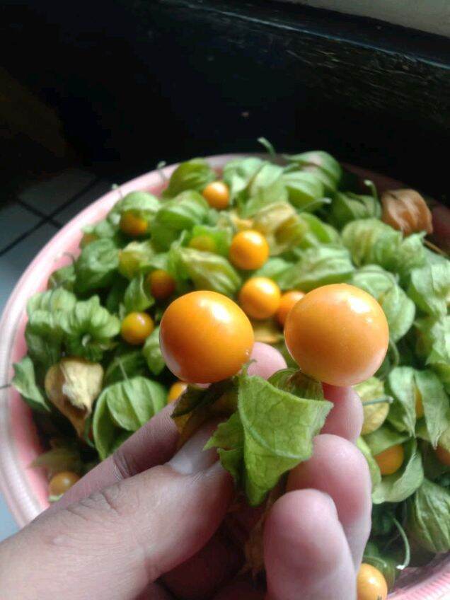 BUAH CECENDET/CIPLUKAN 500gram .BUAH ENAK BANYAK MANFAATNYA .ASLI PETIK
