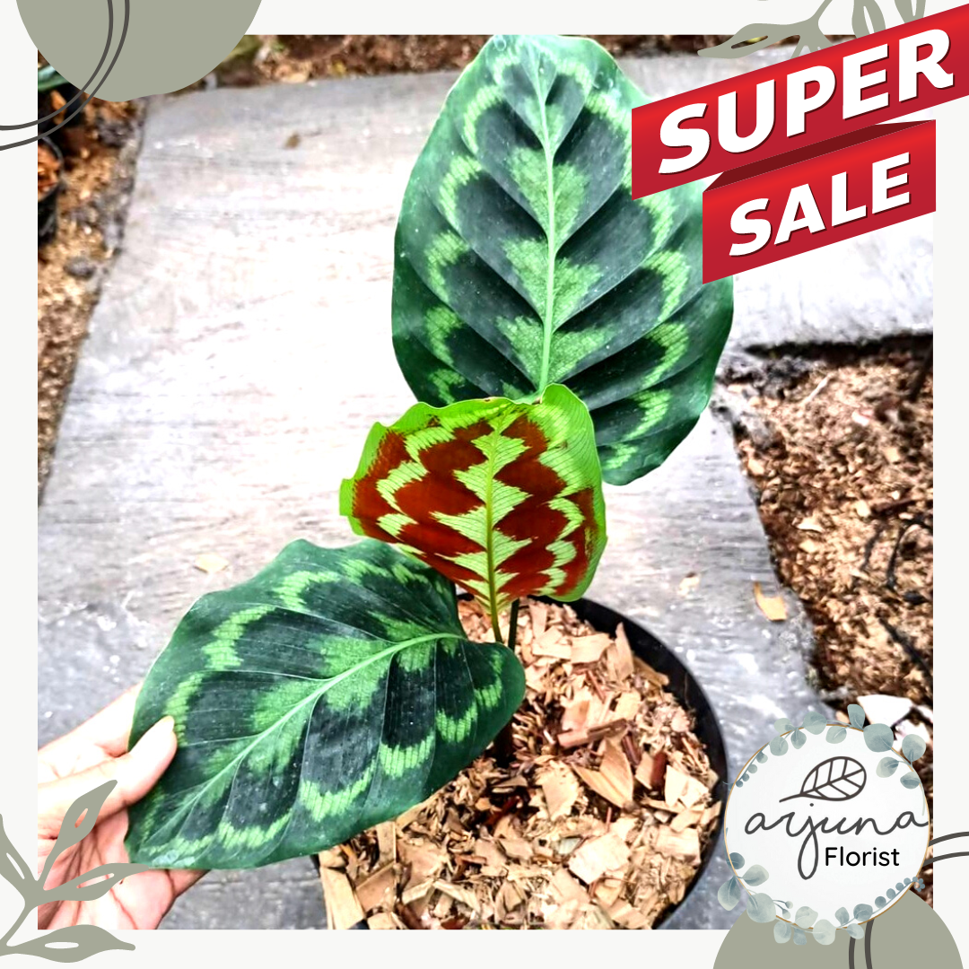 Tanaman Calathea Merak Peacock Ori Lazada Indonesia