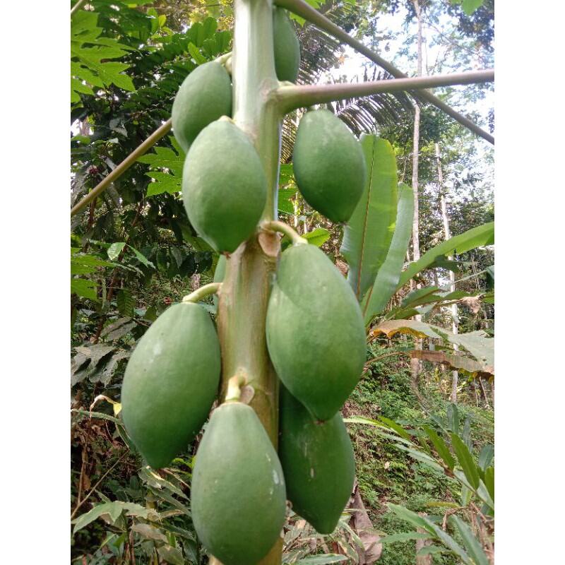 1kg Buah Pepaya Muda Segar Perbuah Sayur Pepaya Muda Lazada Indonesia