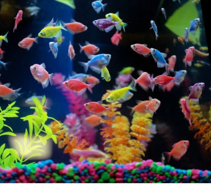 Lampu  Aquarium Tanning LED SAKKAI Pro 3Dimensi T11 1500