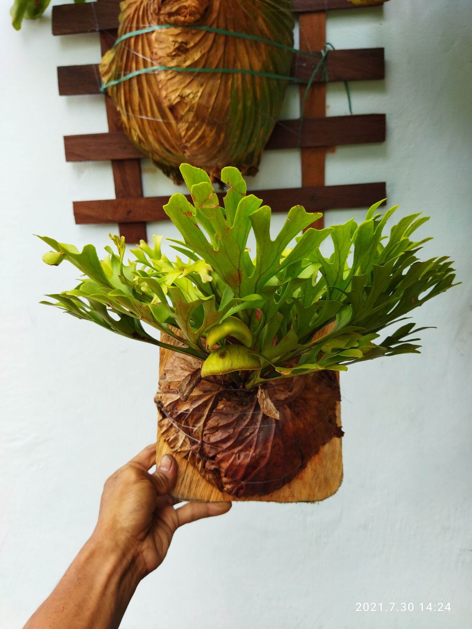 Platycerium Ridleyi Media Papan Lazada Indonesia