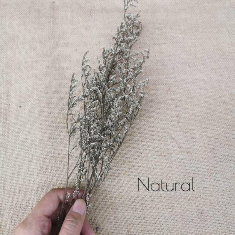 Bunga Kering Aesthetic Dekorasi Ruang Import Dried Flower Caspea / Lovergrasa