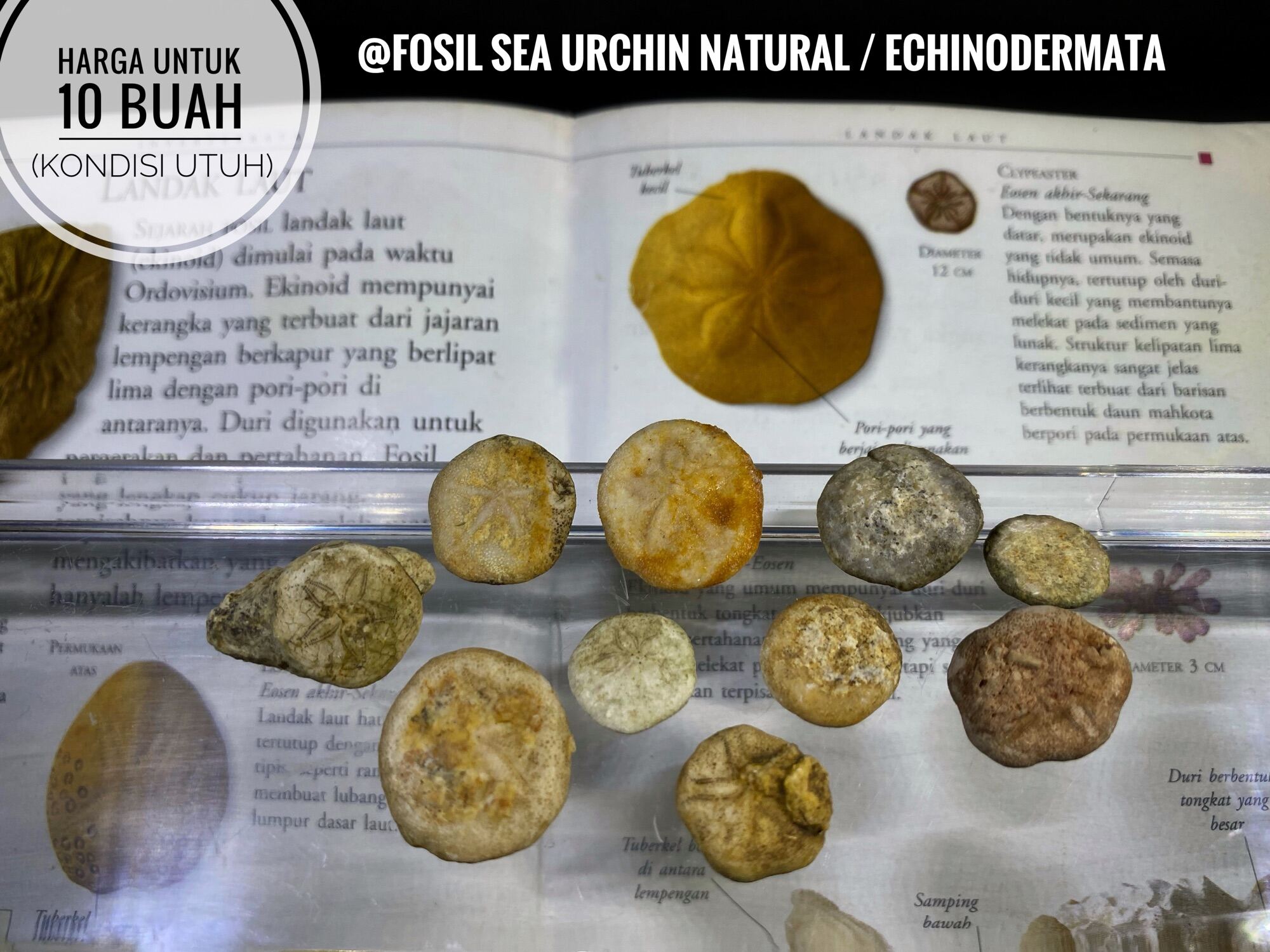 Fosil Landak Laut Purba B10 Atau Fosil Sea Urchin Atau Fosil Echinoid ...