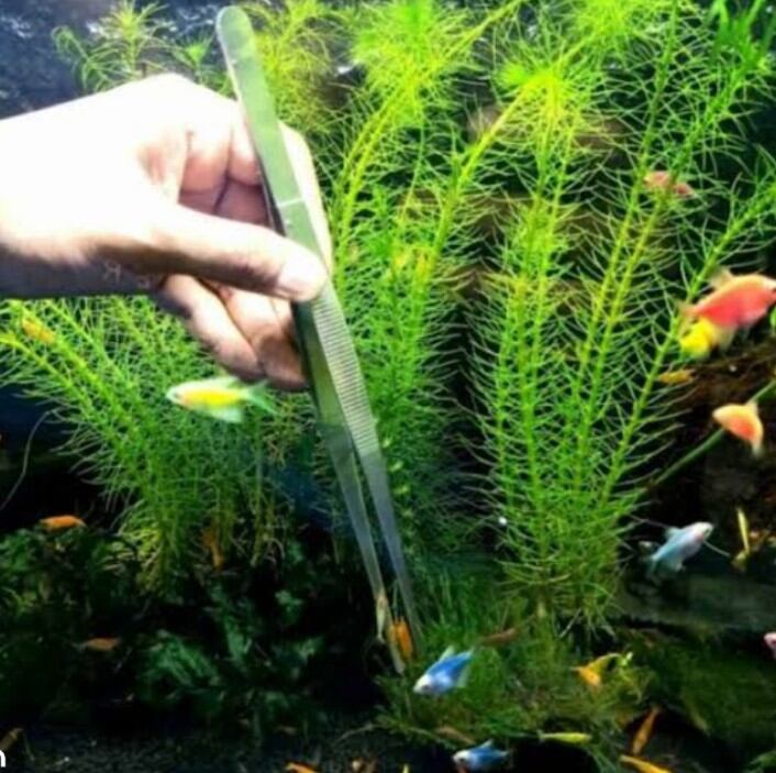 Pinset Aquascape Kandila Bengkok/lurus 27cm