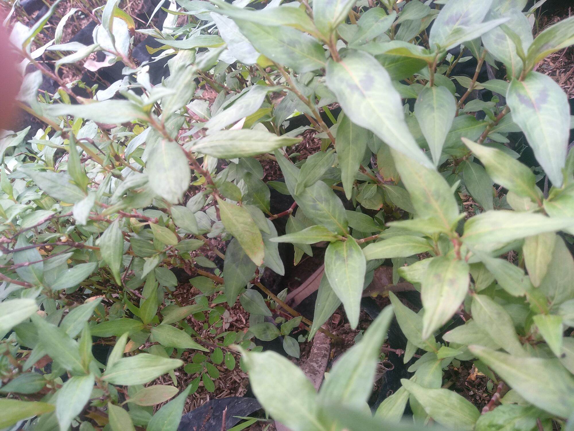 Daun Kesum Segar Per 1 Kg Daun Kari Fresh Lazada Indonesia 0514