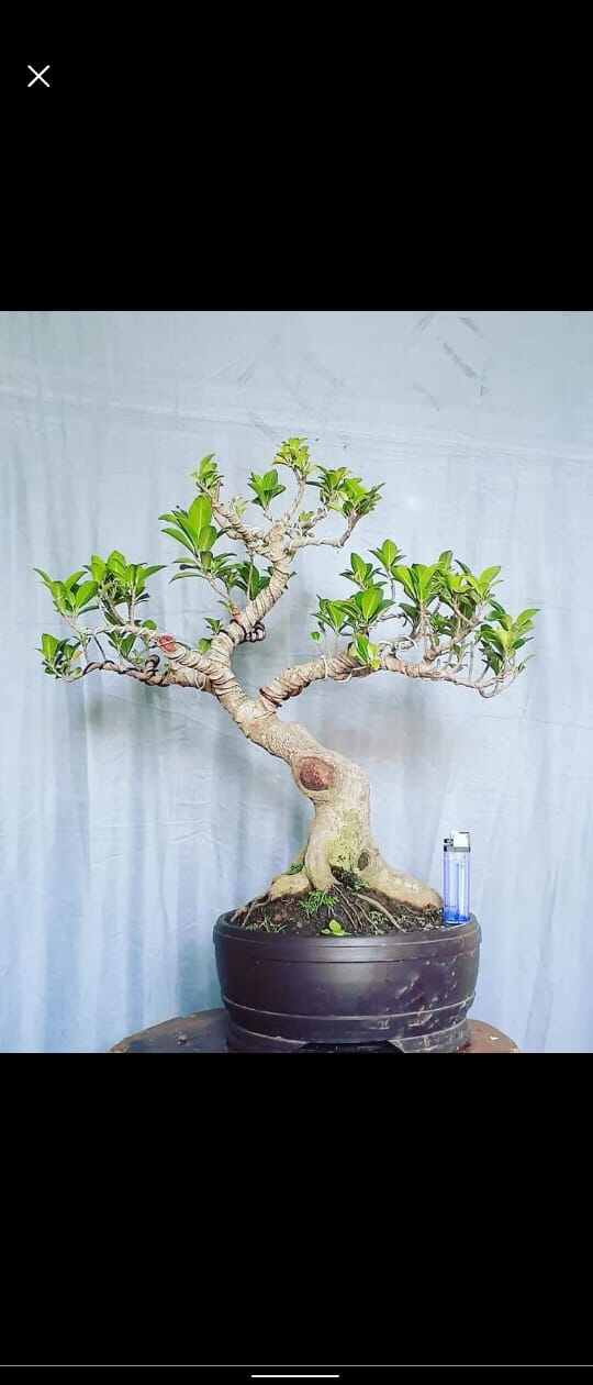bonsai ficus elegan siap pajang Lazada Indonesia