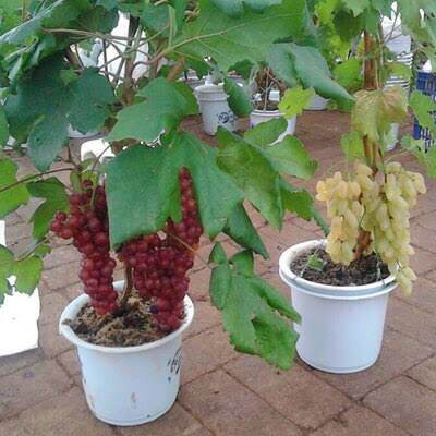 Pohon anggur dalam pot
