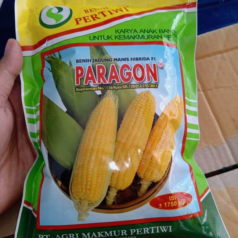Paragon Hybrid Sweet Corn Seeds 1,750 Seeds Harga 119,900 rupiah*Gratis Ongkir