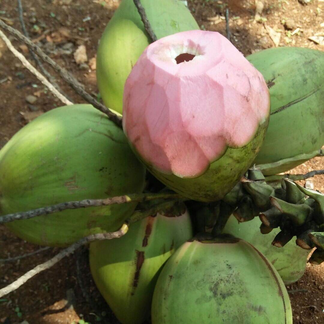 TERMURAH 1 BUAH KELAPA  IJO  KELAPA  OBAT  ASLI FRESS SEGAR 