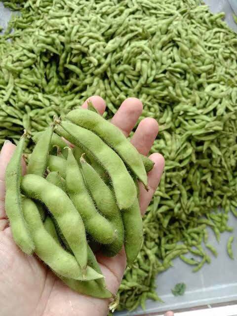 biji kedelai segar/kacang kedelai harga murah | Lazada Indonesia