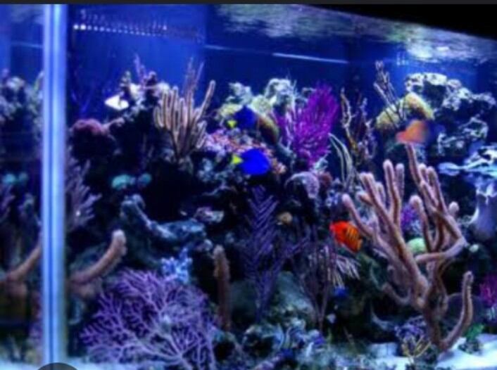 NIKITA STAR UV 100WATT SUBMERSIBLE UV LAMP ALGAE & FUNGUS KILLER
