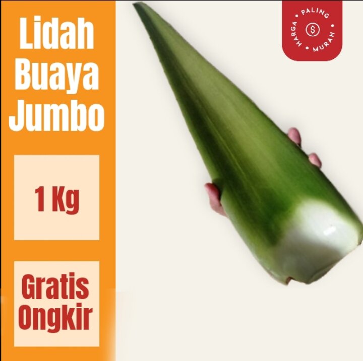 Petua Rambut Berkilat Guna Daun Lidah Buaya